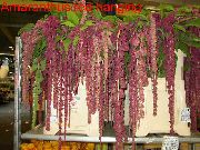 foto clarete Flores internas Amaranthus, Love-Lies-Bleeding, Kiwicha