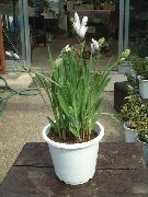 hvit Bavian Blomst, Bavian Root  bilde