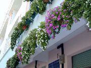 hvit Madagaskar Periwinkle, Vinca Innendørs blomster bilde