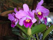 фото бузковий Домашні квіти Каланта