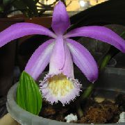 foto lilla Indendørs blomster Indian Krokus