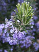 foto Romero Flores de interior