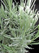 gorm éadrom Rosemary Bláthanna faoi dhíon grianghraf