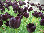 claret Tulipan Innendørs blomster bilde