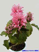 粉红色 巴西羽，火鹤花  照片