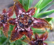 φωτογραφία οινώδης εσωτερική Λουλούδια Ferraria