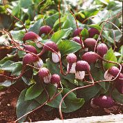 foto Ratón Planta De Cola Flores de interior