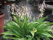 foto Renga Lilie, Rock-Lilie Pot Blumen