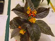 foto Chrysothemis Pot Blumen