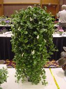 foto blanco Flores de interior Bellflower Centroamericano