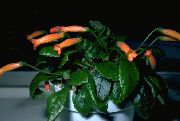 foto orange Pot Blumen Gesneria