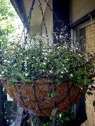 фотографија бео Затворени цвеће Тахитиан Бридал Веил