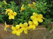 fénykép sárga Beltéri virágok Golden Trombita Cserje