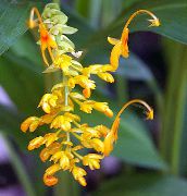 örtväxter Dansande Dam, Inomhus blommor foto