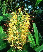 žlutý Hedychium, Motýl Zázvor Pokojové květiny fotografie