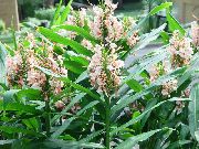 粉红色 姜花，蝴蝶姜  照片