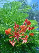 bäume Königliche Poinciana, Extravaganter Baum, Pot Blumen foto