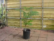 zdjęcie biały Kryte kwiaty Wianowłostka Królewska