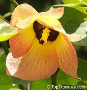 foto orange Pot Blumen Asian Portoe, Zwerg Asian Portia, Sea Hibiscus