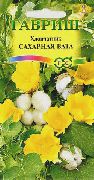 žlutý Gossypium, Bavlníku Pokojové květiny fotografie