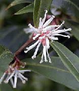 фото Sarkokokka үй гүлдері