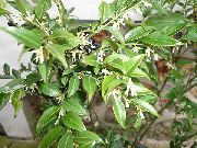 ფოტო თეთრი შიდა ყვავილები საშობაო ყუთი, ტკბილი ყუთი