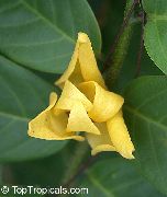 žlutý Mitrephora Pokojové květiny fotografie