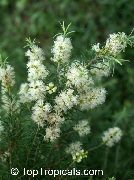 bäume Teebaum, Pot Blumen foto