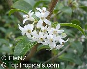 φωτογραφία Delavay Osmanthus, Delavay Τσαγιού Ελαιόλαδο εσωτερική Λουλούδια