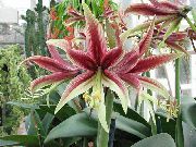 ფოტო ღია ლურჯი შიდა ყვავილები Amaryllis