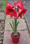 rdeča Amaryllis Sobne Cvetje fotografija