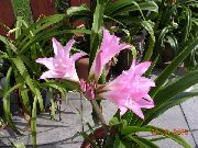 foto rosa Pot Blumen Crinum