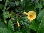 κίτρινος Μαγικό Λουλούδι, Καρύδι Ορχιδέα  φωτογραφία