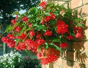 rdeča Begonia Sobne Cvetje fotografija