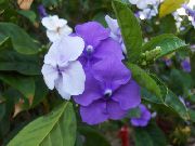 jorgovana Brunfelsia, Jučer-Danas-Sutra Sobne cvijeće foto