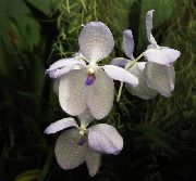 foto Vanda Pot Blumen