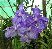 hellblau Vanda Pot Blumen foto