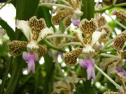 κίτρινος Vanda εσωτερική Λουλούδια φωτογραφία