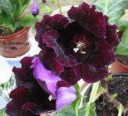 bilde claret Innendørs blomster Sinningia (Gloxinia)