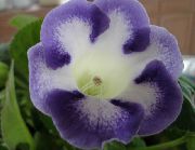 hellblau Sinningia (Gloxinia) Pot Blumen foto