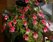 foto Baum Gloxinia Pot Blumen
