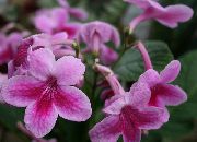 foto pink Indendørs blomster Strep