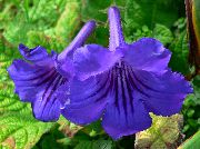photo bleu Fleurs d'intérieur Angine