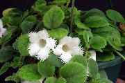foto bianco Fiori al coperto Episcia