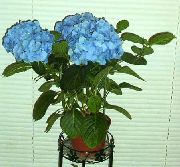 hellblau Hydrangea, Lacecap Pot Blumen foto