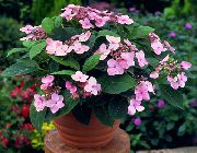 ფოტო ვარდისფერი შიდა ყვავილები Hydrangea, Lacecap