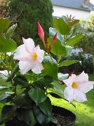 吊厂 Dipladenia，mandevilla, 盆花 照片