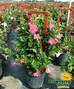 zdjęcie różowy Kryte kwiaty Dipladeniya