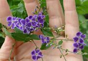 パープル Duranta、蜂蜜滴、黄金の結露、ハトベリー 室内の花 フォト