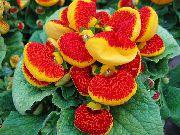 foto rojo  Flor Zapatilla